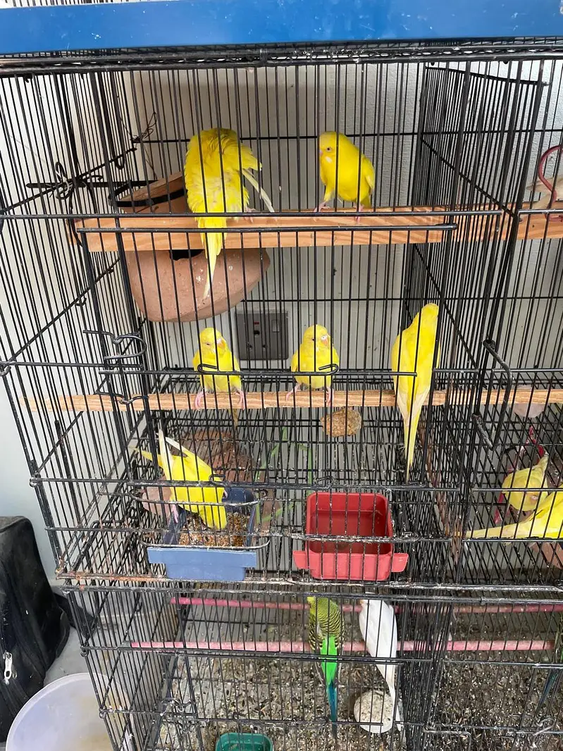 budgies for sale — photo 6