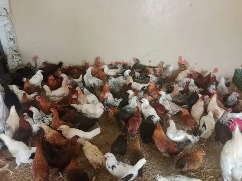 golden misri | desi hens | golden misri pathi, patha | hen | hens
