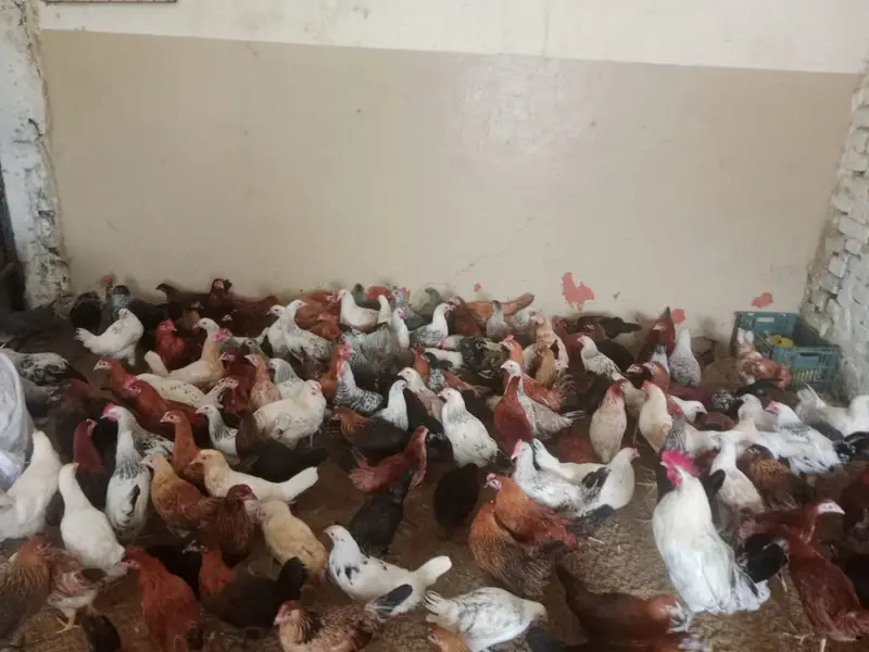 golden misri | desi hens | golden misri pathi, patha | hen | hens — photo 2