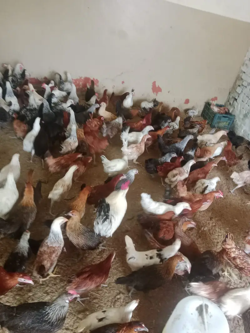 golden misri | desi hens | golden misri pathi, patha | hen | hens — photo 3