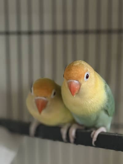 Pel fellow love bird red eyes b or conure or cocktail available hae