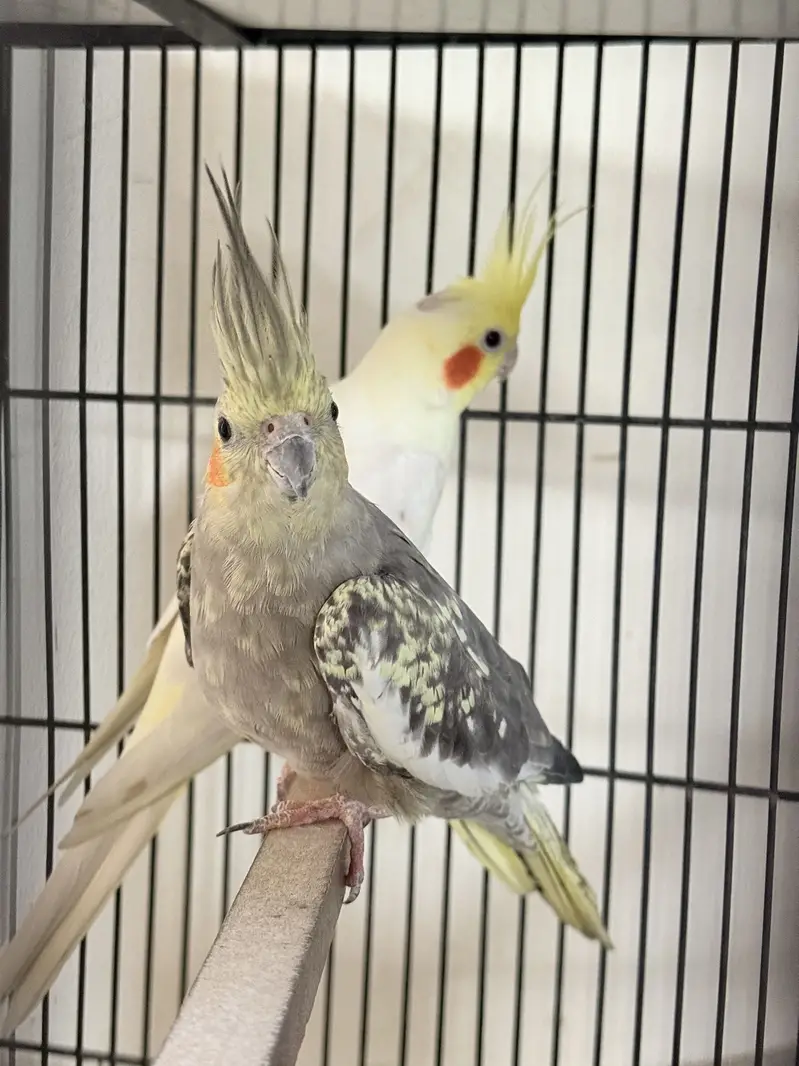 Pel fellow love bird red eyes b or conure or cocktail available hae — photo 2
