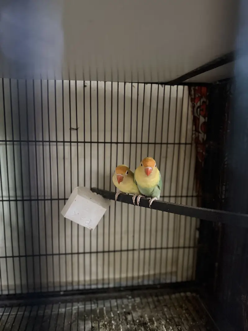 Pel fellow love bird red eyes b or conure or cocktail available hae — photo 3
