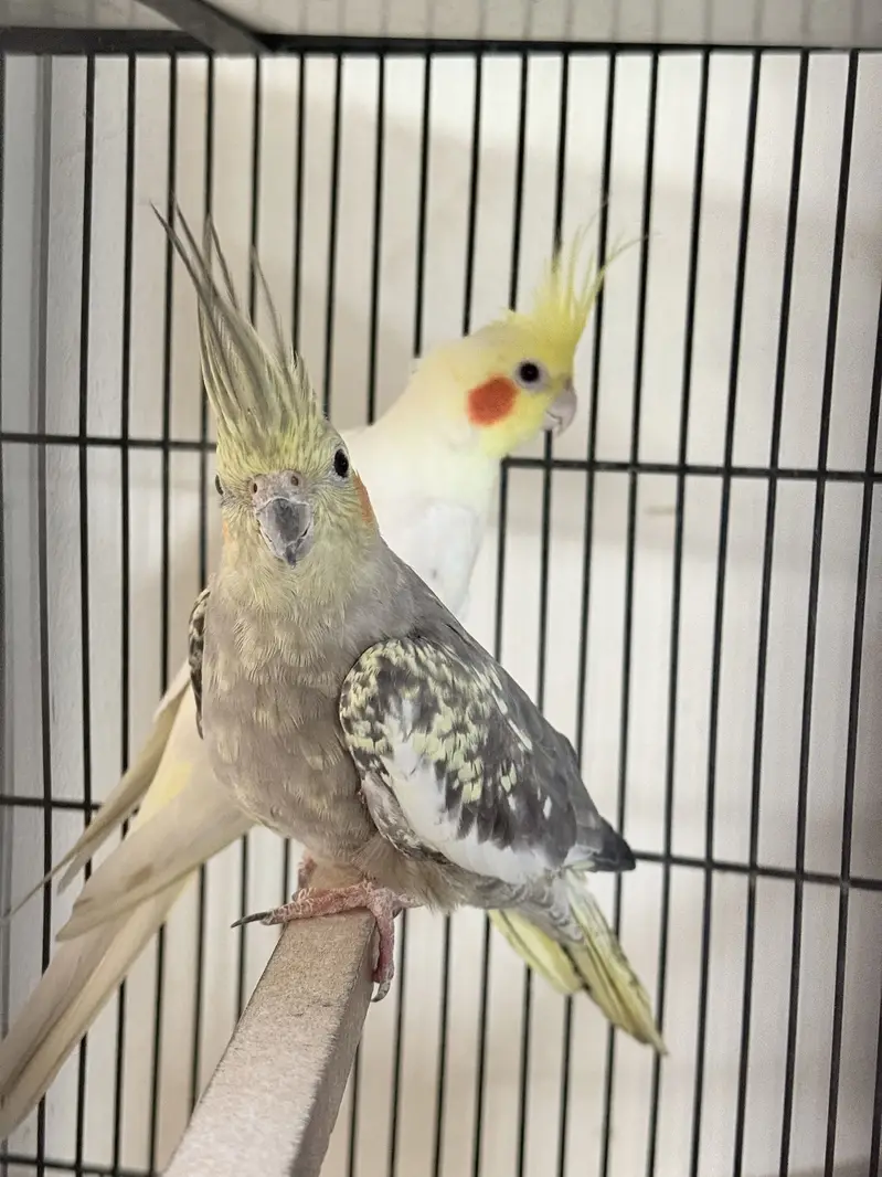 Pel fellow love bird red eyes b or conure or cocktail available hae — photo 4