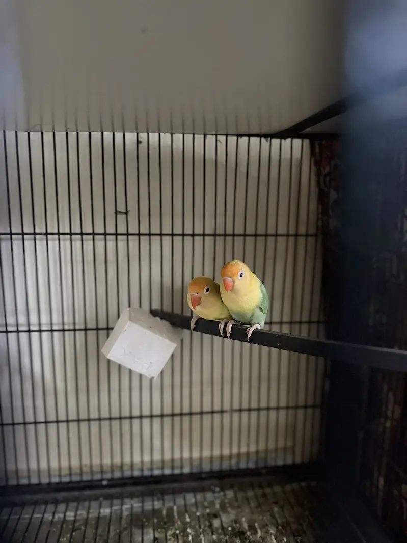 Pel fellow love bird red eyes b or conure or cocktail available hae — photo 5