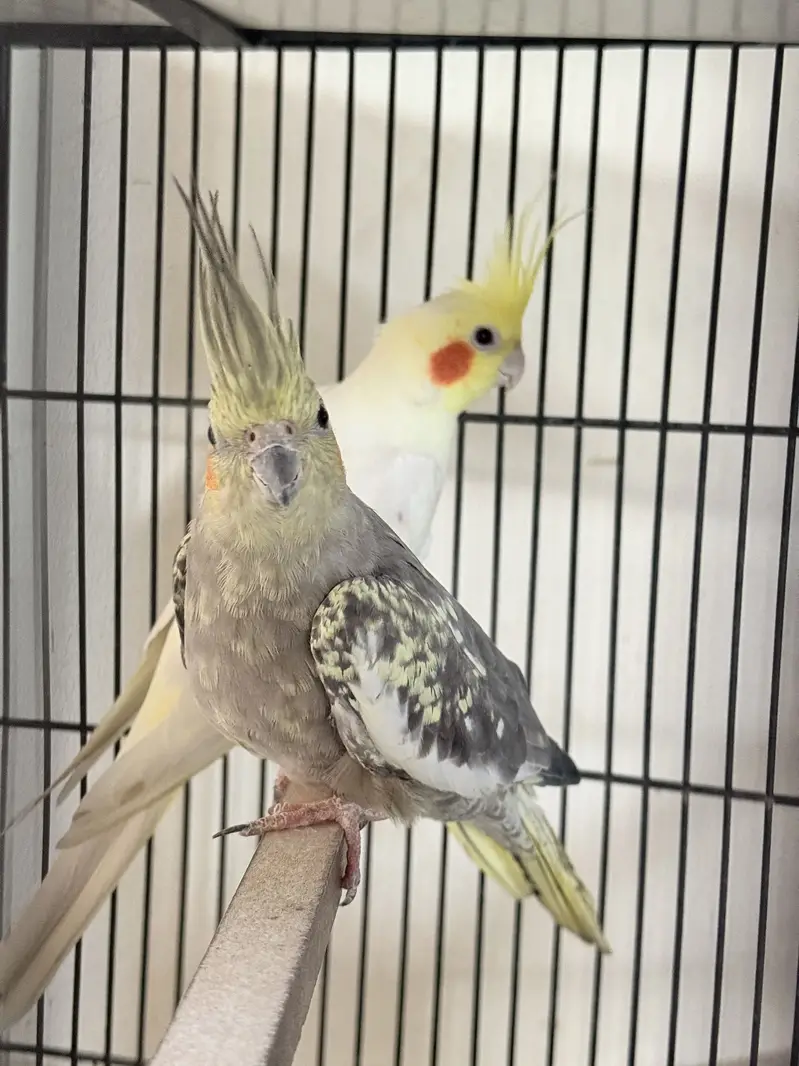 Pel fellow love bird red eyes b or conure or cocktail available hae — photo 6