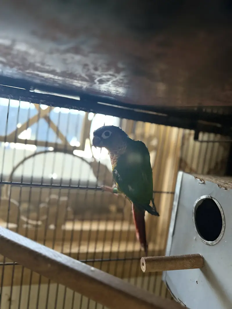 Pel fellow love bird red eyes b or conure or cocktail available hae — photo 7