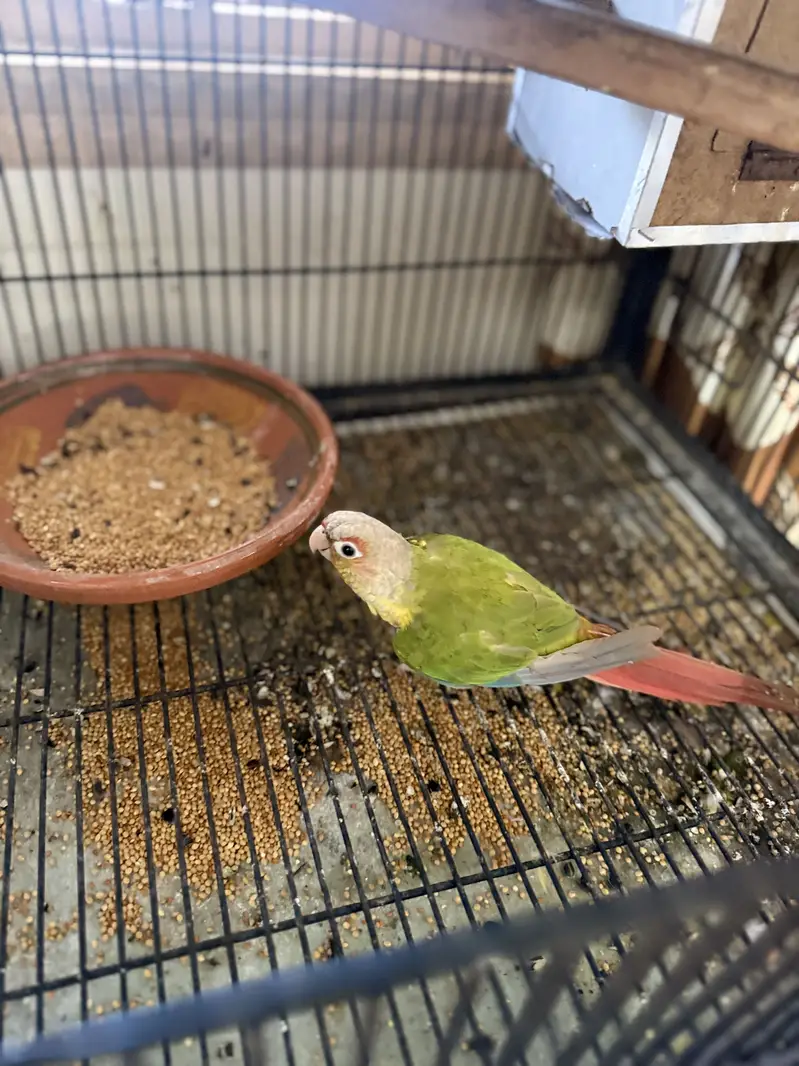 Pel fellow love bird red eyes b or conure or cocktail available hae — photo 8