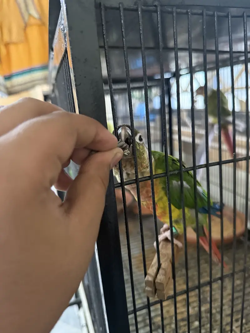 Pel fellow love bird red eyes b or conure or cocktail available hae — photo 9