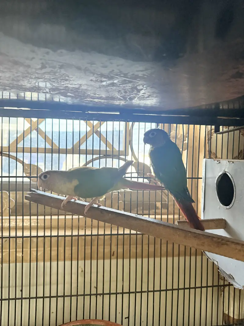 Pel fellow love bird red eyes b or conure or cocktail available hae — photo 10