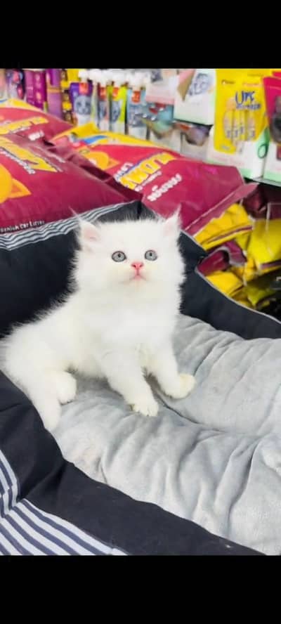 persian cat for sale