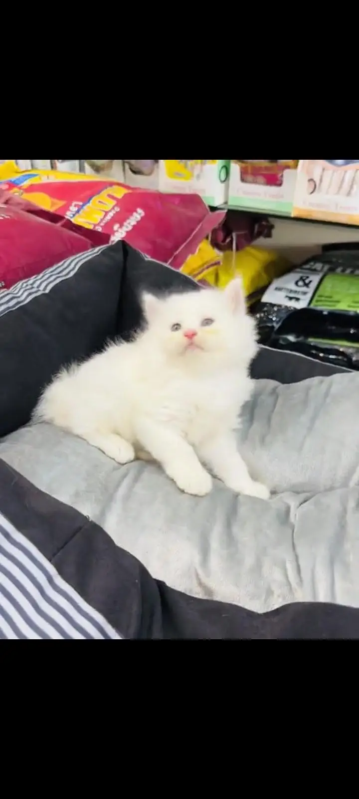 persian cat for sale — photo 2