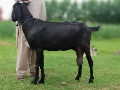 Charsadda me black bakri (Goat) for sale