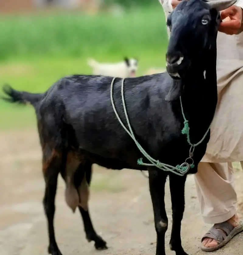 Charsadda me black bakri (Goat) for sale — photo 2