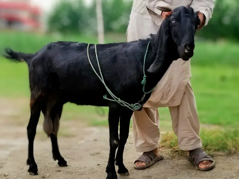 Charsadda me black bakri (Goat) for sale — photo 3