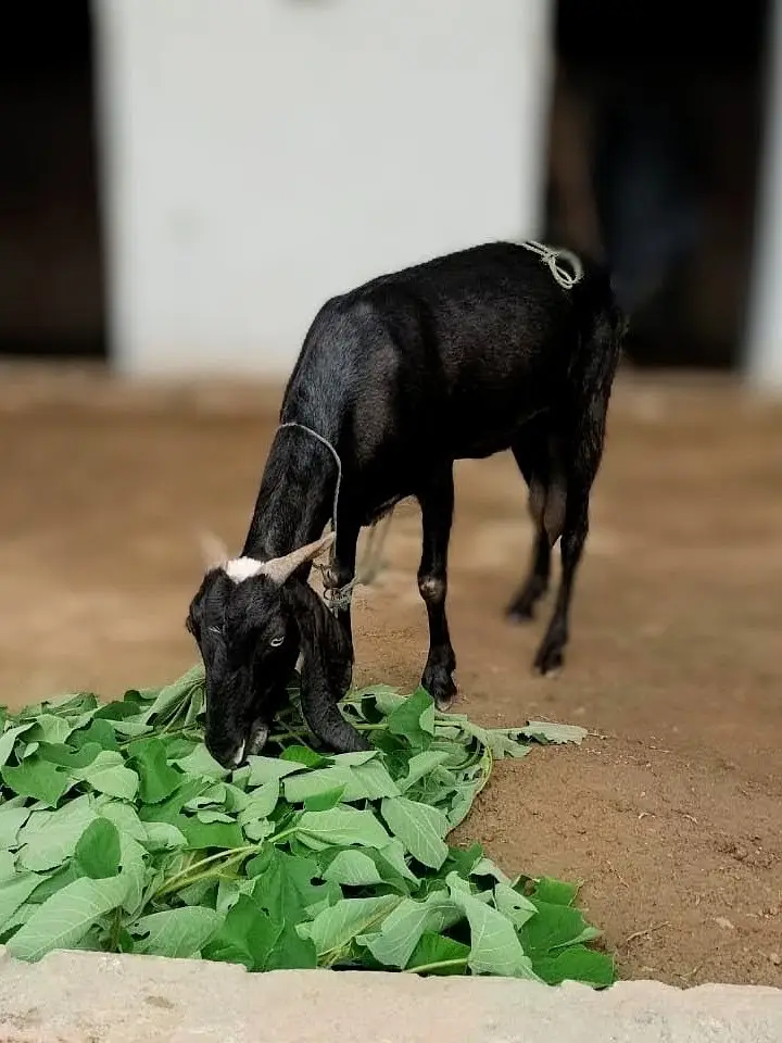 Charsadda me black bakri (Goat) for sale — photo 4