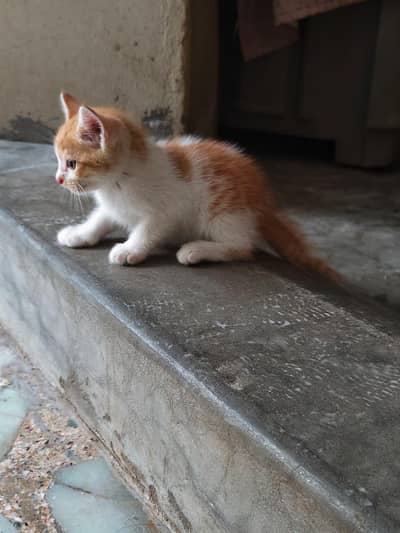 Kittens, colico, brown