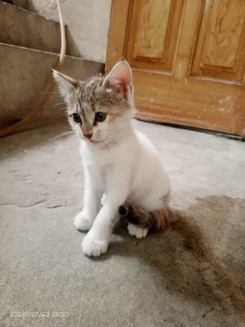Kittens, colico, brown — photo 3