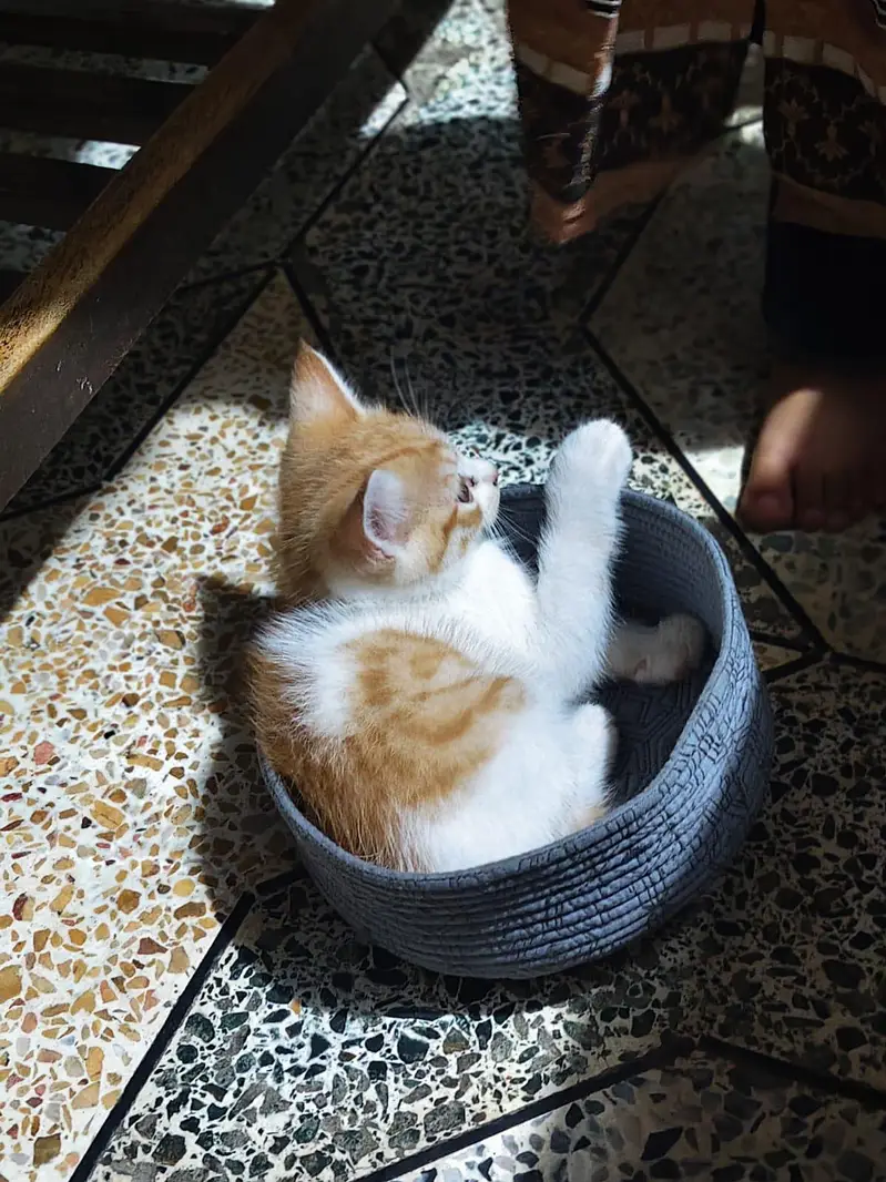Kittens, colico, brown — photo 4