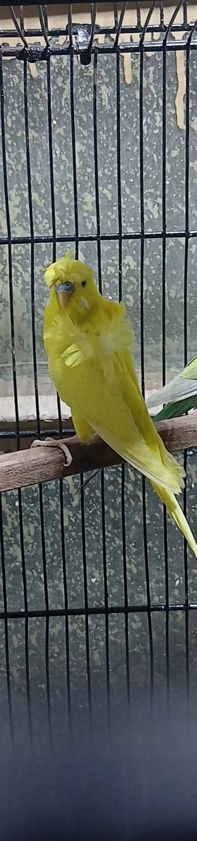 Hogormo Male