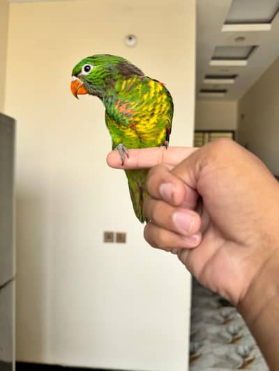 scaly breasted lorikeet