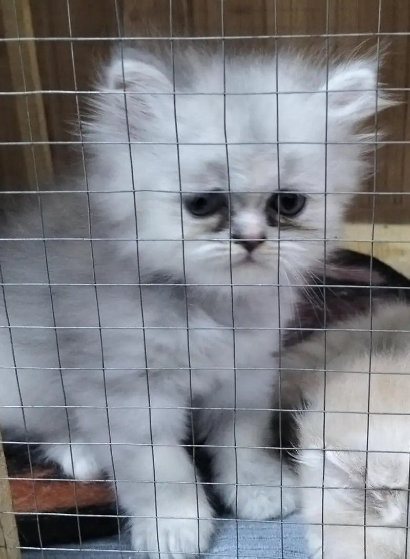 Russian Punch Face 5 cates/ kitten for sale — photo 5