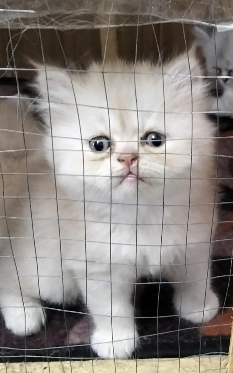 Russian Punch Face 5 cates/ kitten for sale — photo 6