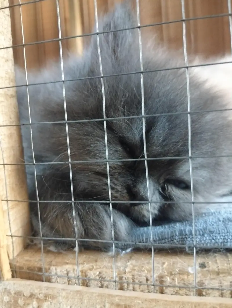Russian Punch Face 5 cates/ kitten for sale — photo 7