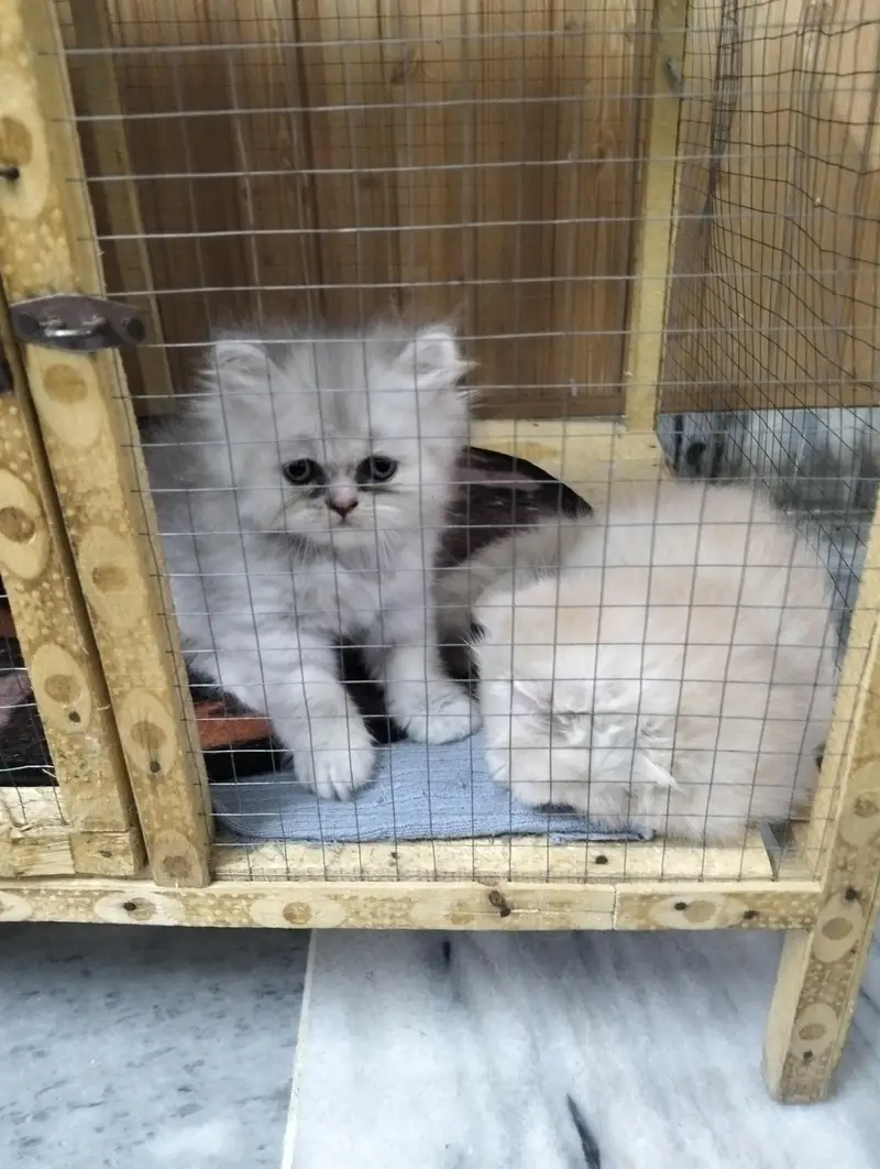 Russian Punch Face 5 cates/ kitten for sale — photo 8