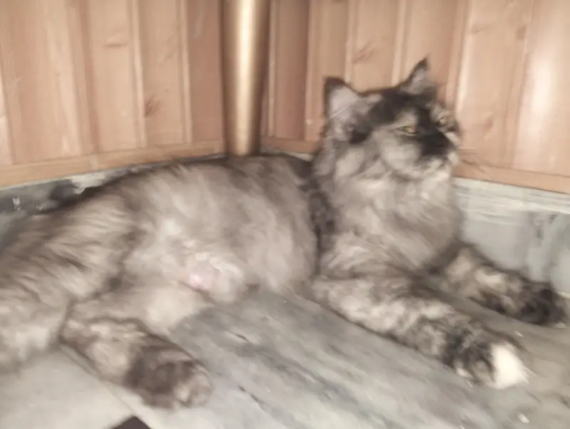 Russian Punch Face 5 cates/ kitten for sale — photo 9