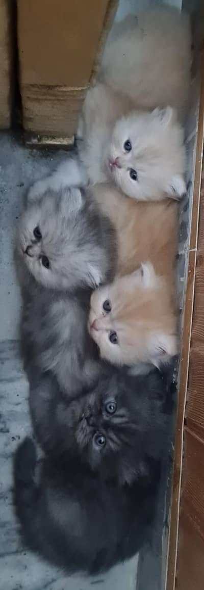 Russian Punch Face Mother cate and Four kitten