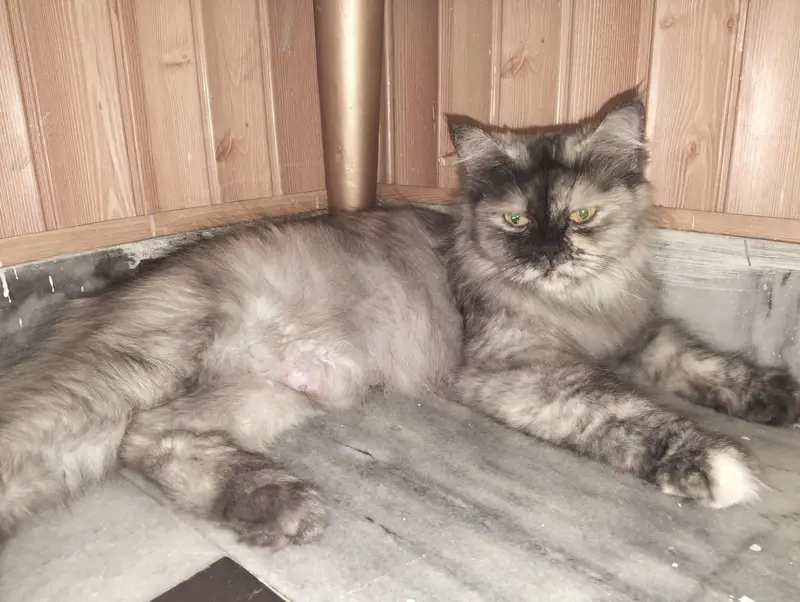 Russian Punch Face 5 cates/ kitten for sale — photo 10