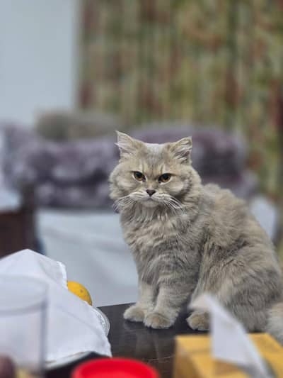Persian friendly cats