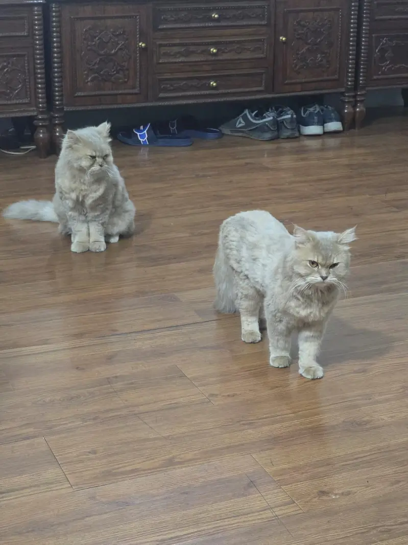 pair of persian cats # triple coat # friendly — photo 2