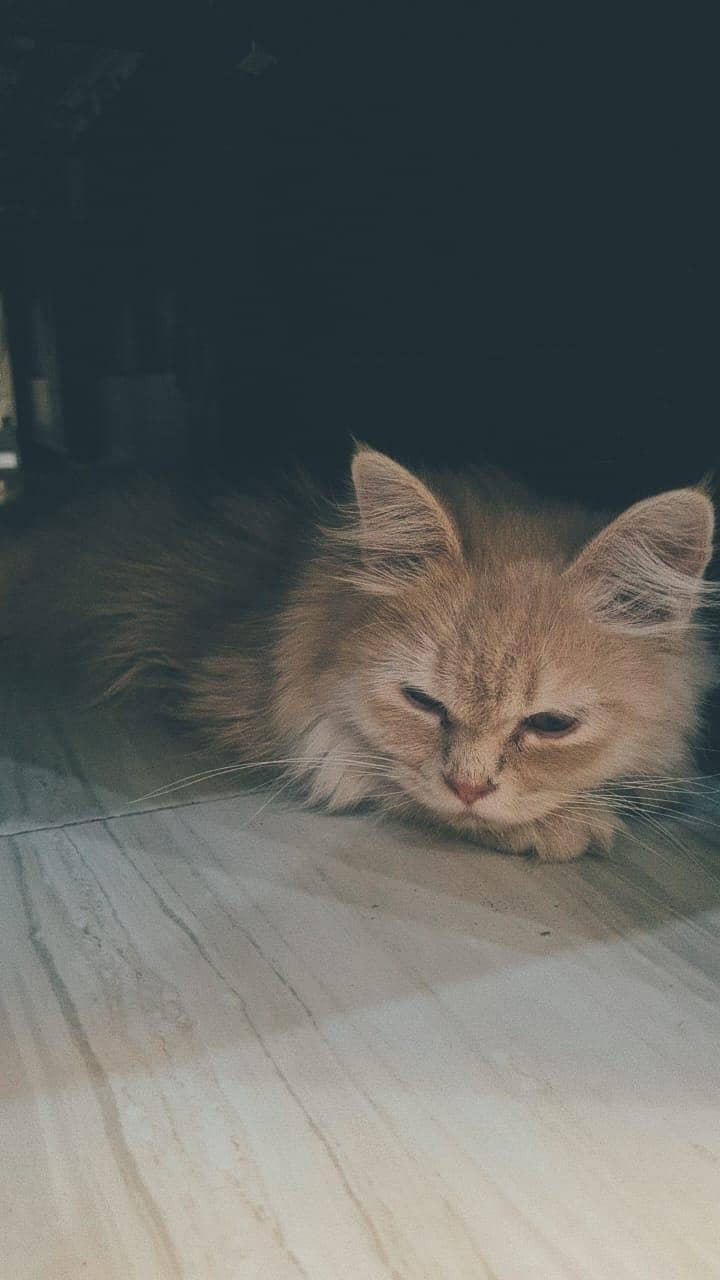 persain cat 1