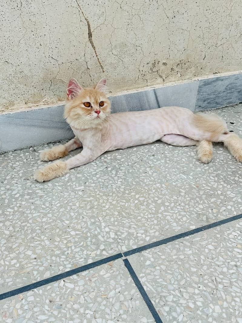 persain cat 2