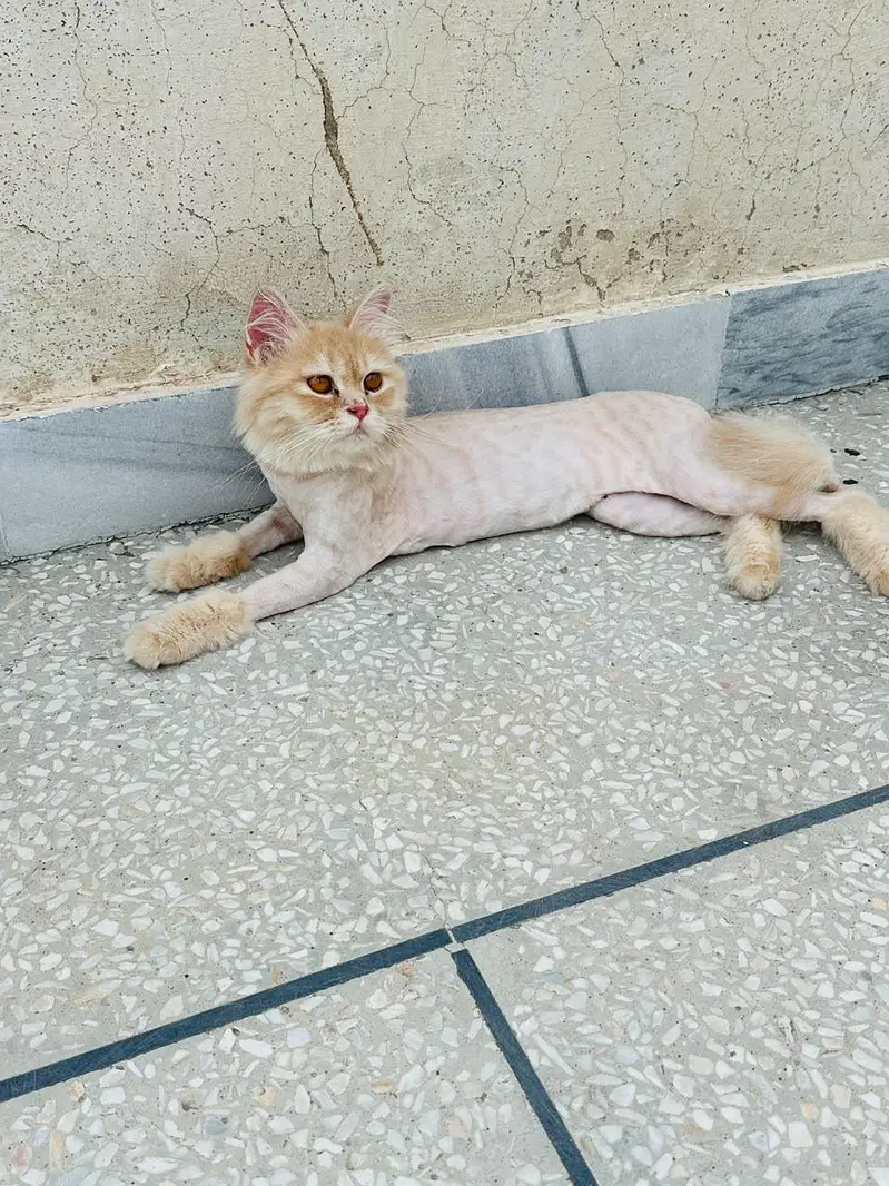 persain cat — photo 3