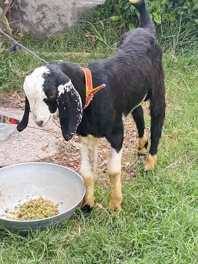 Bakra for sale age 6 month