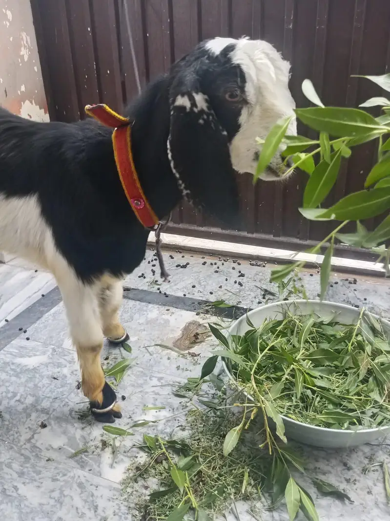 Bakra for sale age 6 month — photo 2