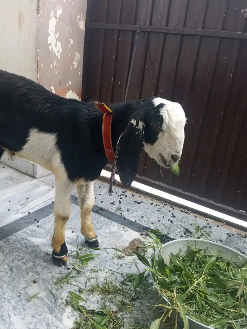 Bakra for sale age 6 month — photo 3