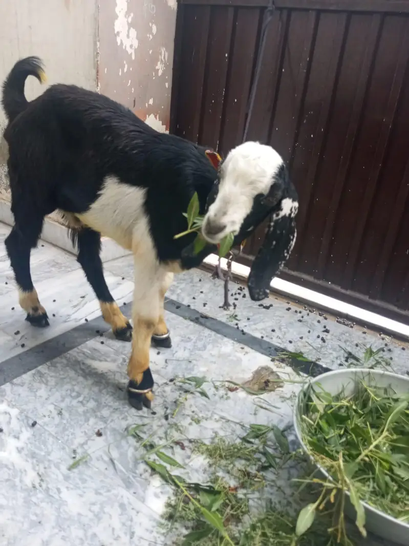 Bakra for sale age 6 month — photo 4