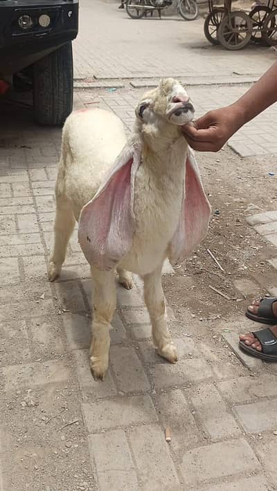 Pure Sargodha Kajla Full Gulabi