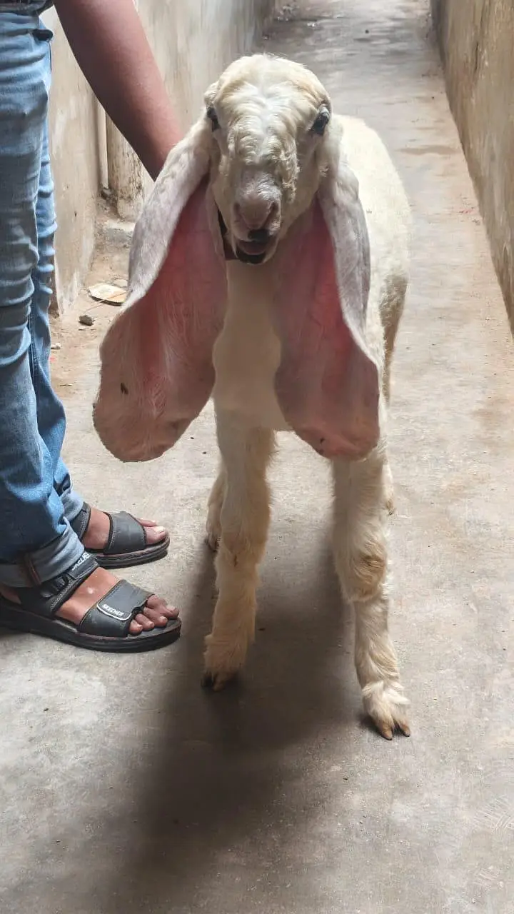 Pure Sargodha Kajla Full Gulabi — photo 2