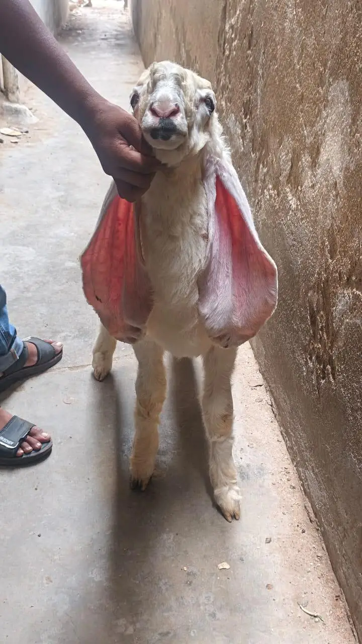 Pure Sargodha Kajla Full Gulabi — photo 3