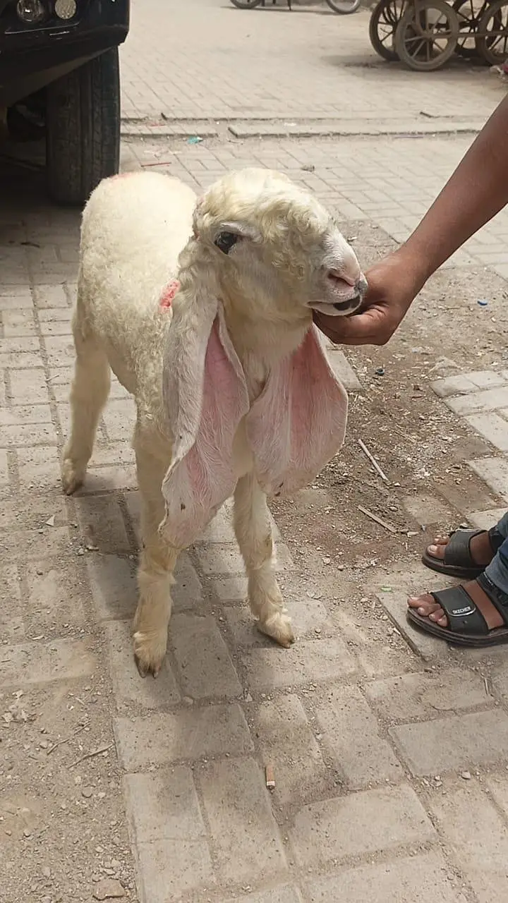 Pure Sargodha Kajla Full Gulabi — photo 4