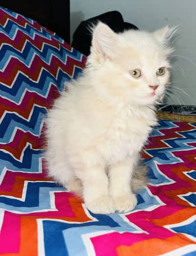 Persian Triple-Coat Kitten for Sale – 2 Months Old