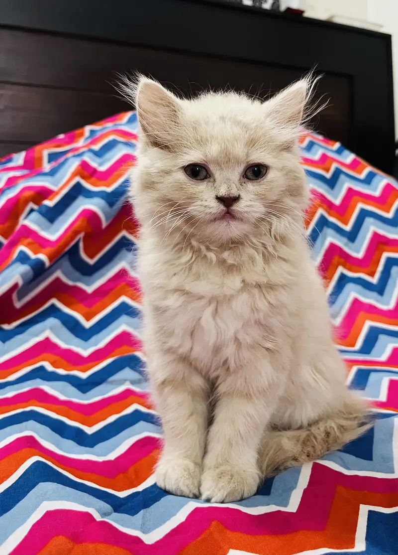 Persian Triple-Coat Kitten for Sale – 2 Months Old — photo 2