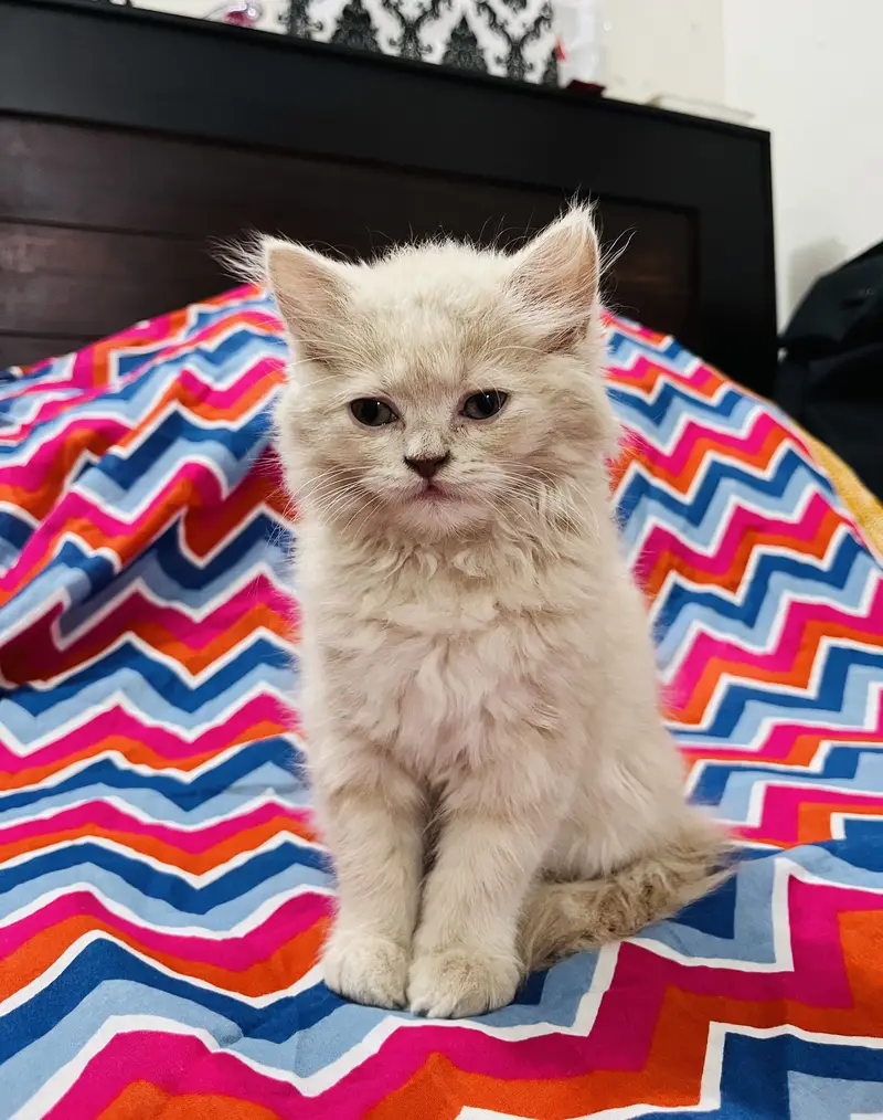 Persian Triple-Coat Kitten for Sale – 2 Months Old — photo 3