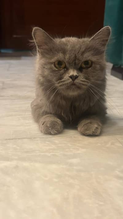 persian cat for sale