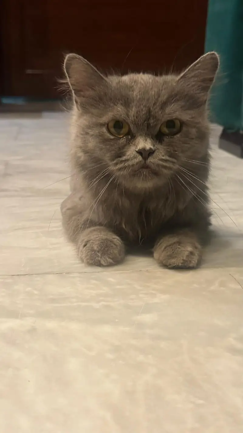 persian cat for sale — photo 2